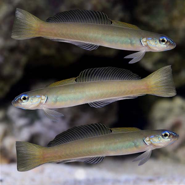 Green Silk Gudgeon Dartfish Duo with 1 FREE Green Silk Gudgeon Dartfish Green Silk Gudgeon Dartfish Duo with 1 FREE Green Silk Gudgeon Dartfish