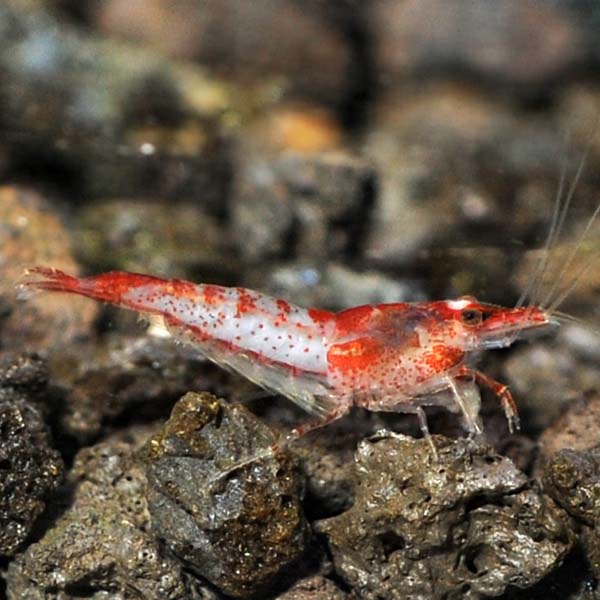 Red Glaze Shrimp