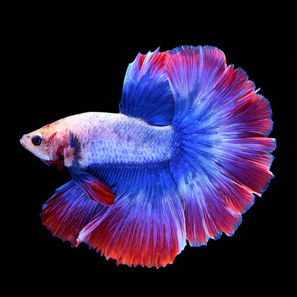 Lakeside Sunset Betta - Male  Freshwater Betta fish (Betta splendens) at  LiveAquaria