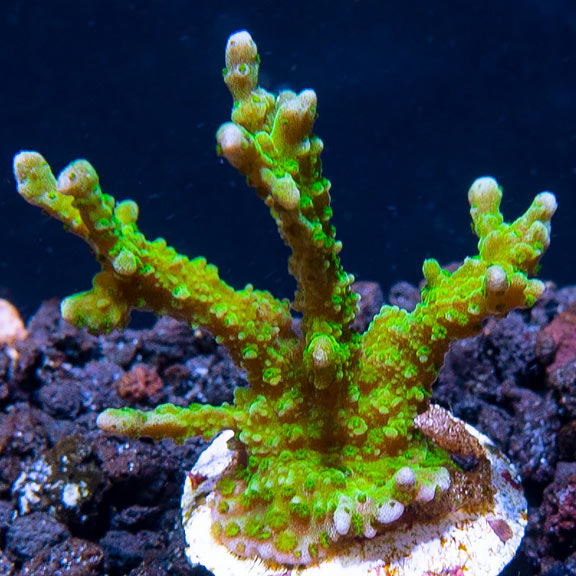 ORA® Aquacultured Marshall Island Green Elkhorn Montipora ORA® Aquacultured Marshall Island Green Elkhorn Montipora