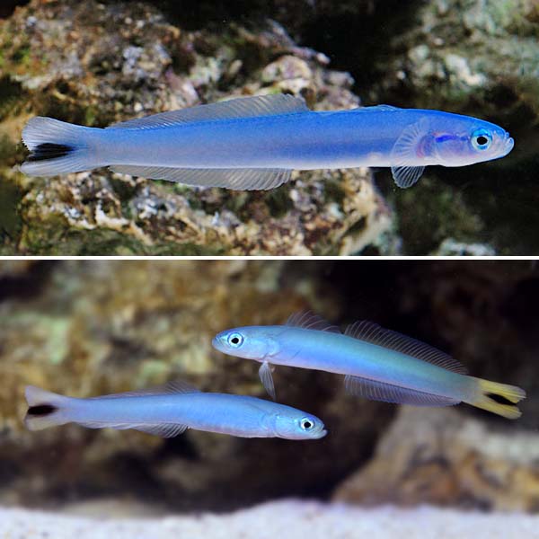 Blue Gudgeon Dartfish Duo with 1 Free Blue Gudgeon Dartfish