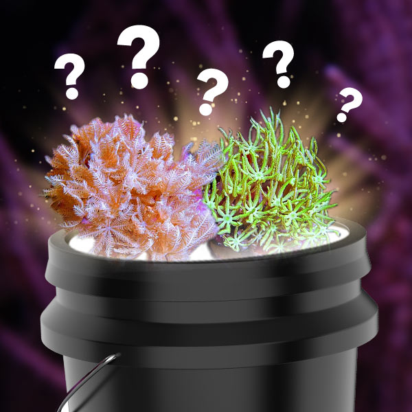 Mystery Coral Mystery Coral