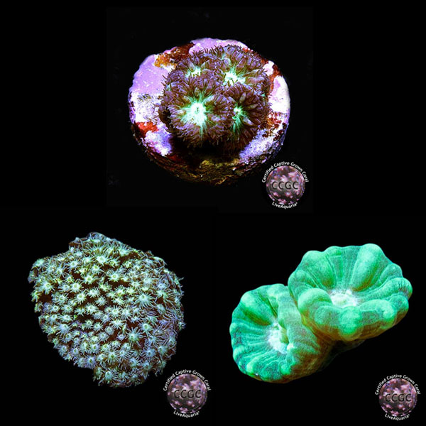 LiveAquaria® CCGC Aquacultured Coral Frag 3 Pack, Blast