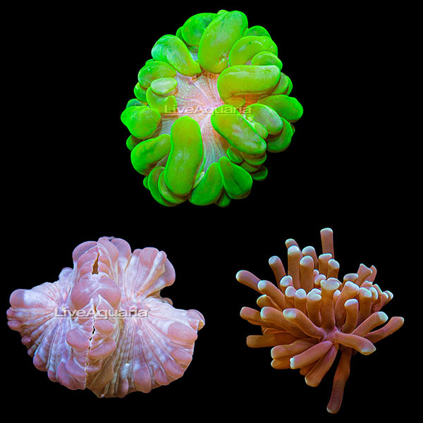 LiveAquaria® Coral Frag 3 Pack, Bubbly Edition