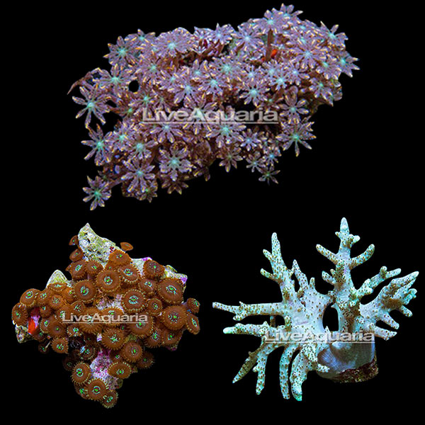 Coral Frag 3 Pack, Houdini Edition Coral Frag 3 Pack, Houdini Edition