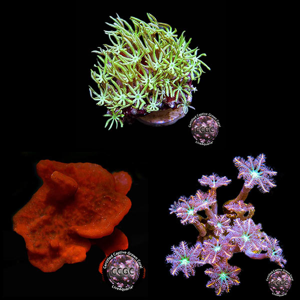 LiveAquaria® CCGC Aquacultured Coral Frag 3 Pack, Summer Edition