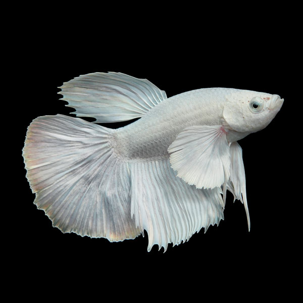 Halfmoon Betta Fish