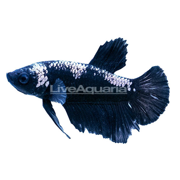 Full Black Plakat Betta