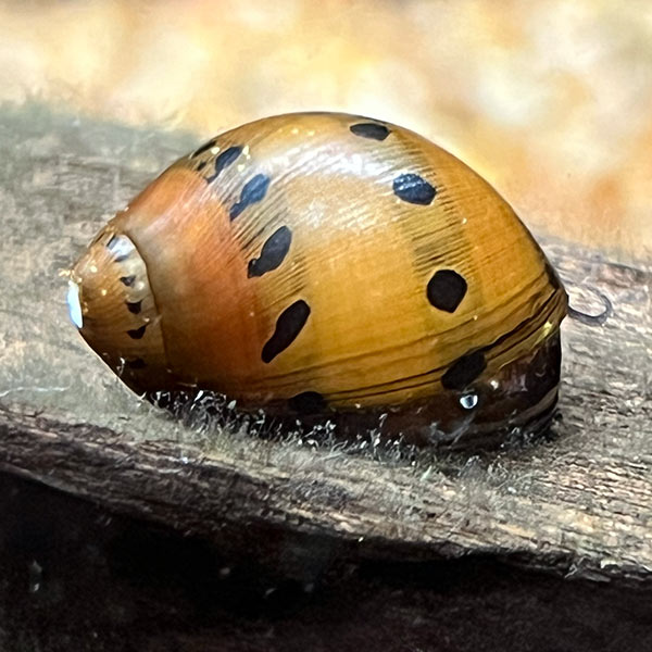 Onion Snail Group