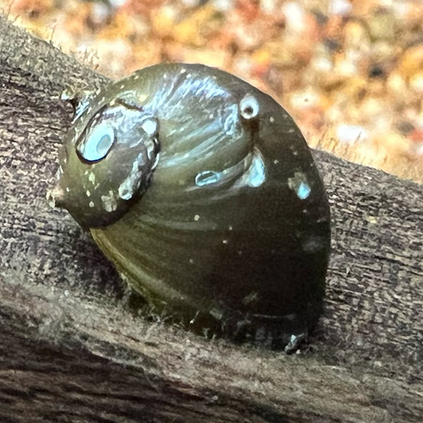 Horned Nerite Snail