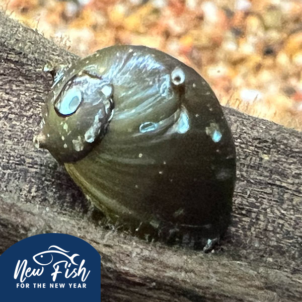 Horned Nerite Snail Horned Nerite Snail