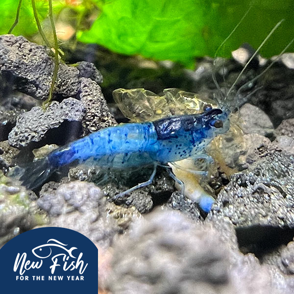 Blue Carbon Shrimp Group Blue Carbon Shrimp Group