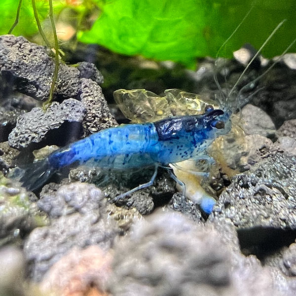 Blue Carbon Shrimp Group Blue Carbon Shrimp Group