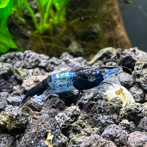 Black Rili Shrimp Group