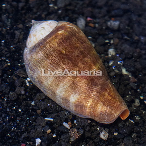 Orange Lip Conch