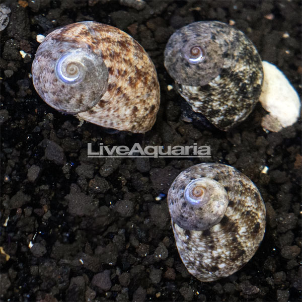 Nerite Turbo Snail Nerite Turbo Snail