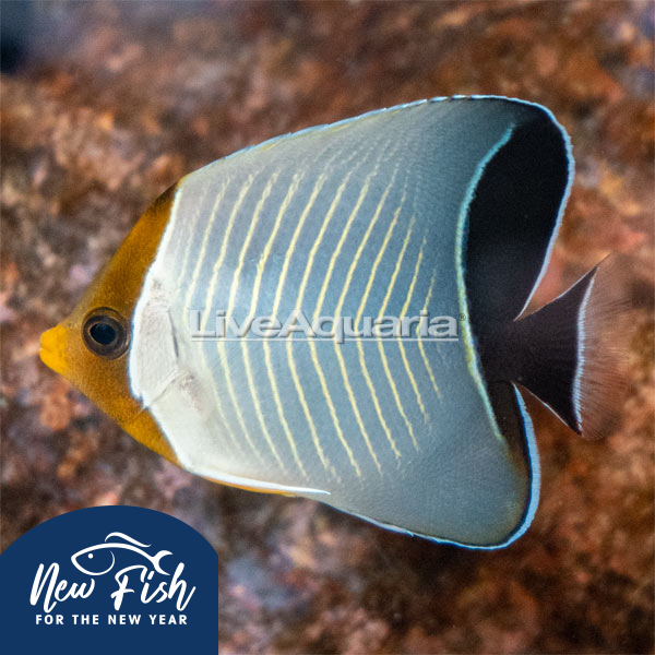 Hooded Butterflyfish EXPERT ONLY Hooded Butterflyfish EXPERT ONLY