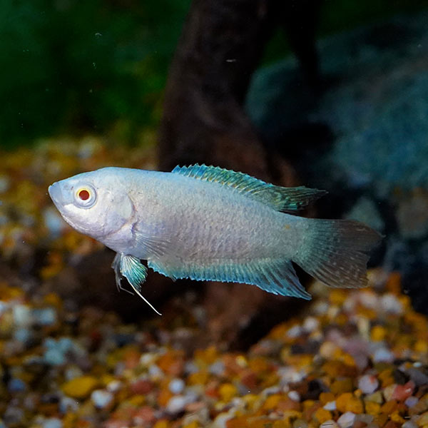 Albino Paradise Gourami