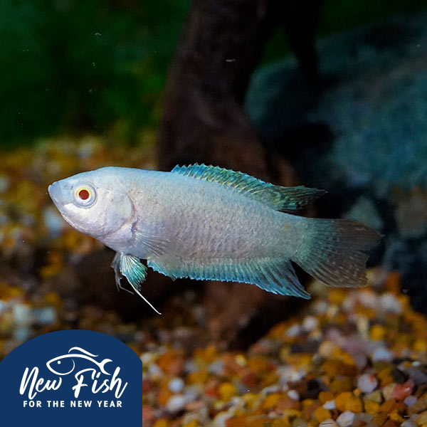 Albino Paradise Gourami Albino Paradise Gourami
