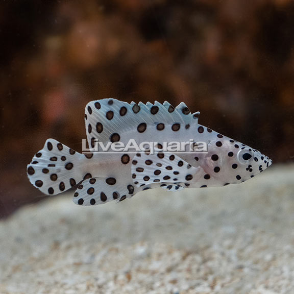 Saltwater Aquarium Fish for Marine Aquariums: Panther Grouper