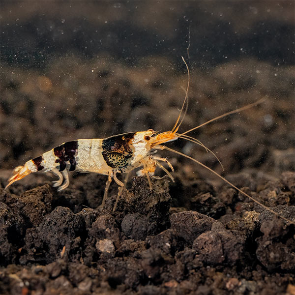 Crystal Black Shrimp Crystal Black Shrimp
