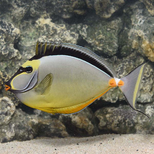 Naso Tang Naso Tang