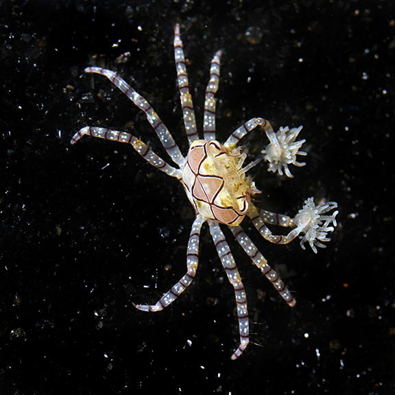 Pom Pom Crab Pom Pom Crab