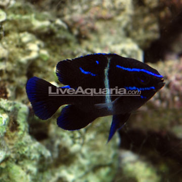 Blue Velvet Damselfish Groups of 3 and 6