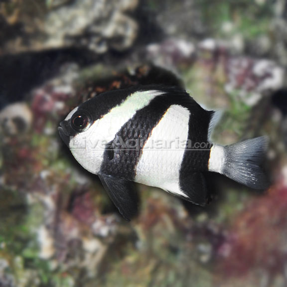 Three Stripe Damselfish Groups of 3 and 6