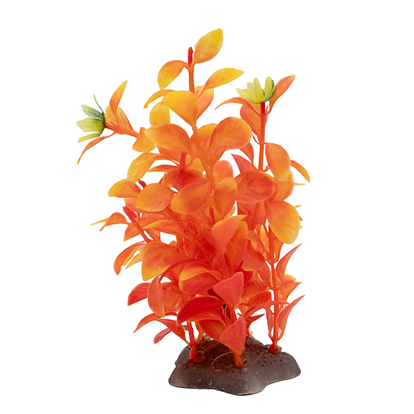 LiveAquaria® 5" Orange Splendor Aquarium Plant 