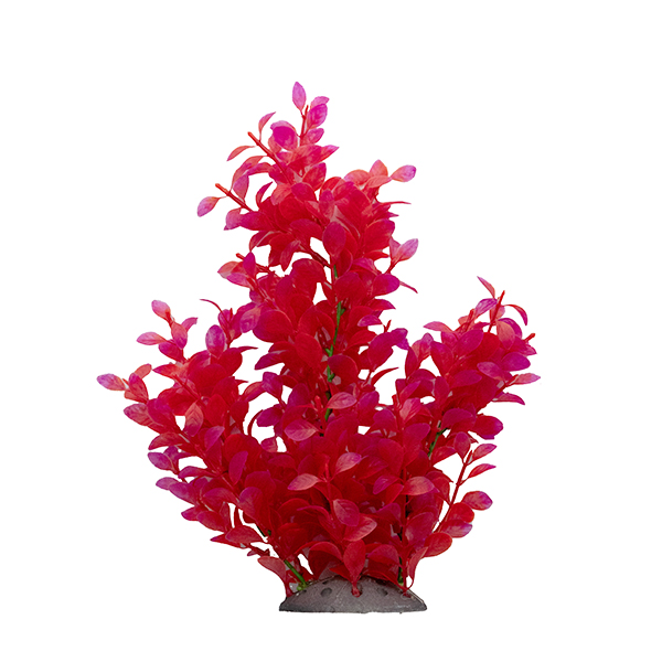 LiveAquaria® 10" Coral Beauty Plant