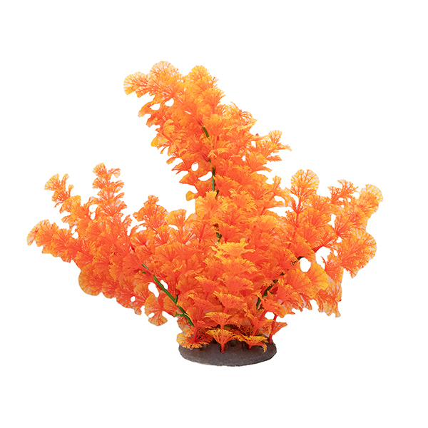 LiveAquaria® 10" Orange Sunset Beauty Plant