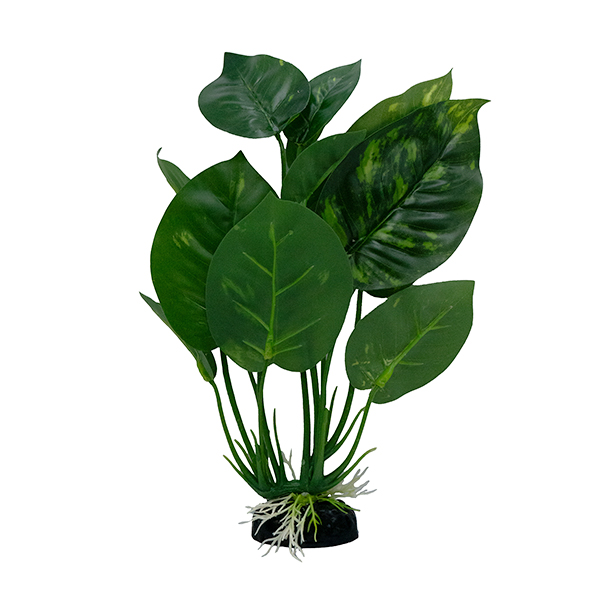 LiveAquaria® 6" Big Leaf Plant