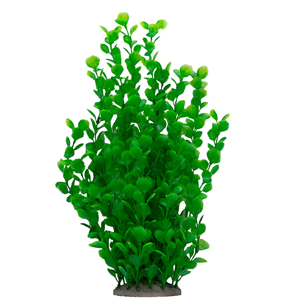 LiveAquaria® 14" Delicate Leaf Plant