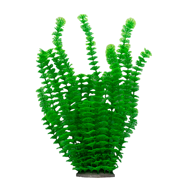 LiveAquaria® 14" Pearl Frond Plant