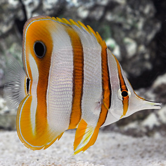 Copperband Butterflyfish Copperband Butterflyfish