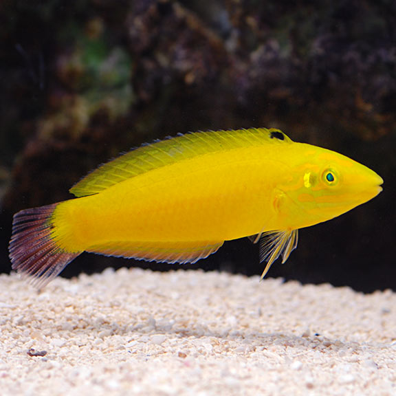 Yellow Wrasse Yellow Wrasse