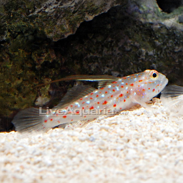 Tangaroa Goby Tangaroa Goby