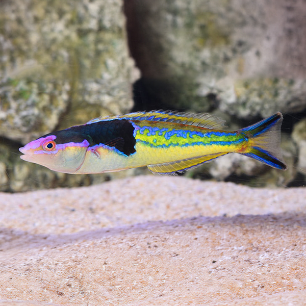 Royal Pencil Wrasse Royal Pencil Wrasse