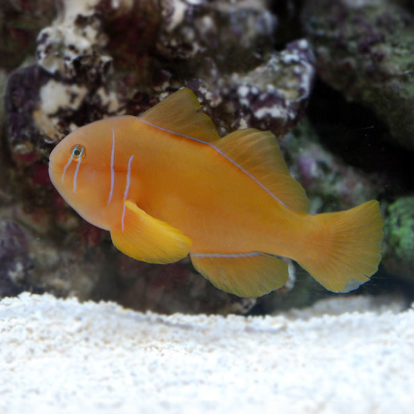 Clown Goby, Citrinis Clown Goby, Citrinis