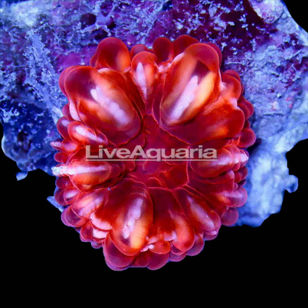 Red Cynarina Button Coral Red Cynarina Button Coral