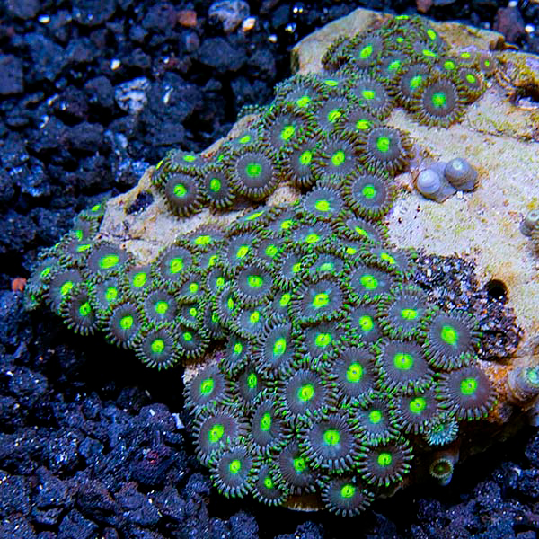 Colony Polyp Zoanthus Corals