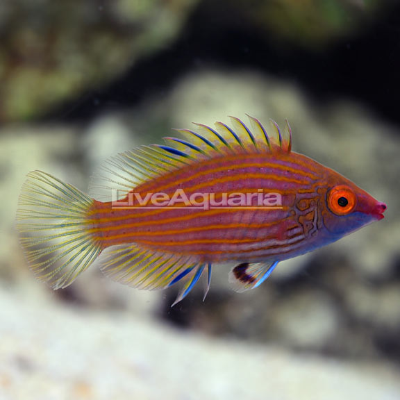 Pink-Streaked Wrasse Pink-Streaked Wrasse