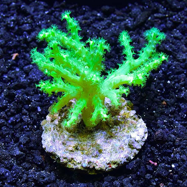 Biota Aquacultured Yellow and Green Sinularia Coral Biota Aquacultured Yellow and Green Sinularia Coral