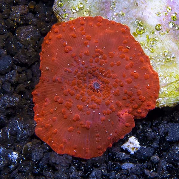 titel Gå ud Menagerry Super Red Mushroom Coral (Actinodiscus sp.) | Shop Mushroom Corals at  LiveAquaria®