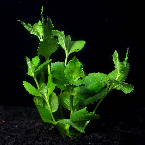 Wisteria Plant Aquarium