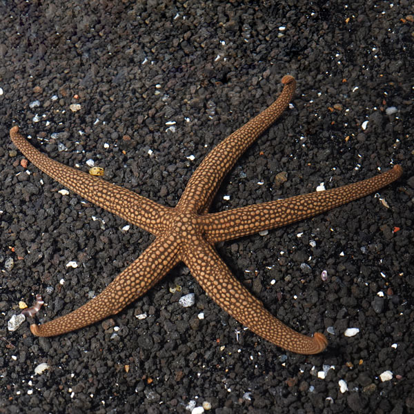 Green Sea Star