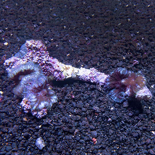 Green and Red Bullseye Rhodactis Mushroom Coral Green and Red Bullseye Rhodactis Mushroom Coral