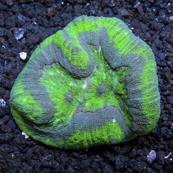 Symphyllia Brain Coral, Green Symphyllia Brain Coral, Green