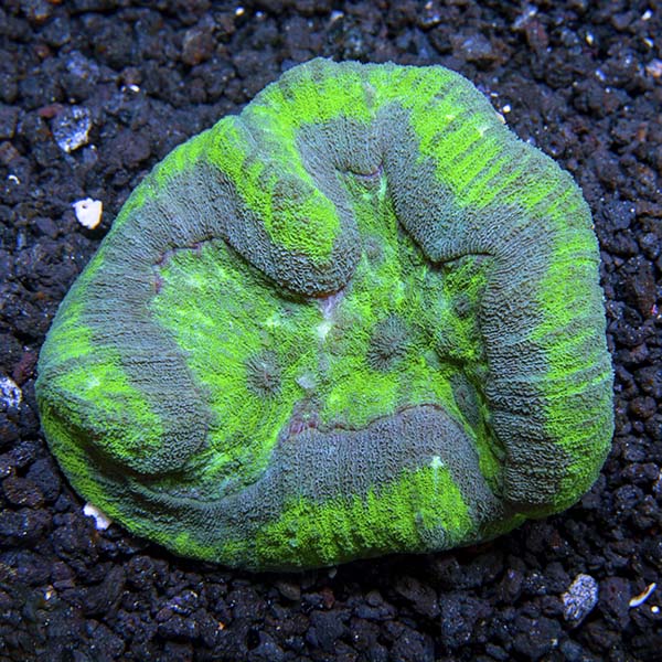 Symphyllia Brain Coral, Green